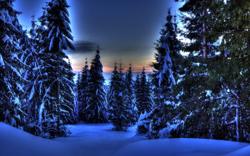 Картинка природа зима снег ели