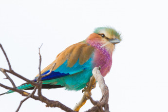 Картинка животные сизоворонки+ ракши фон ветка птица сизоворонка сиреневогрудая