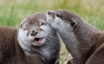 Картинка животные выдры +каланы +ондатры фон любовь две