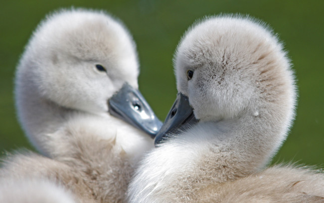 Обои картинки фото животные, гуси, размытость, птенцы, малыши, гусята