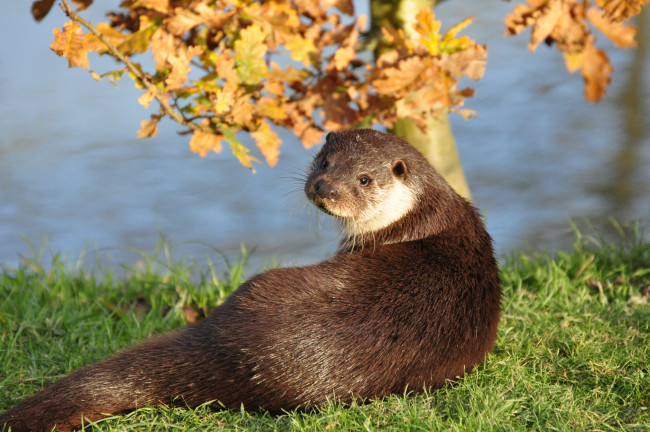 Обои картинки фото животные, выдры,  каланы,  ондатры, трава, взгляд, мордочка, выдра
