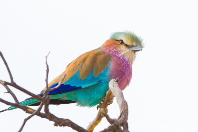 Обои картинки фото животные, сизоворонки , ракши, фон, ветка, птица, сизоворонка, сиреневогрудая