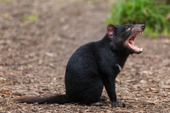 Обои картинки фото животные, тасманийский дьявол, tasmanian, devil, пасть, зверек, тасманийский, дьявол
