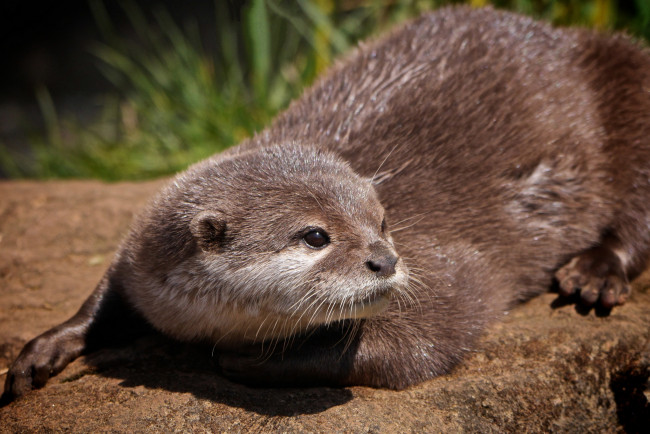 Обои картинки фото животные, выдры,  каланы,  ондатры, otter, выдра, взгляд, мордочка