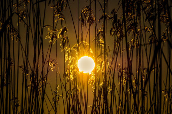 Картинка природа восходы закаты закат поле колосья