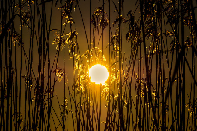 Обои картинки фото природа, восходы, закаты, закат, поле, колосья