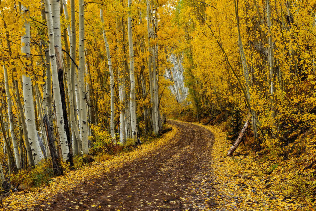 Обои картинки фото природа, дороги, лес, осень, дорога