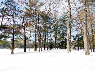 Картинка природа зима деревья снег