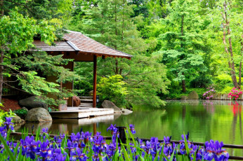 Картинка природа парк ирисы пруд беседка