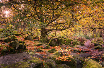 Картинка природа лес простор