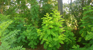 Картинка природа лес акация