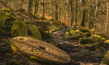 Картинка природа лес простор