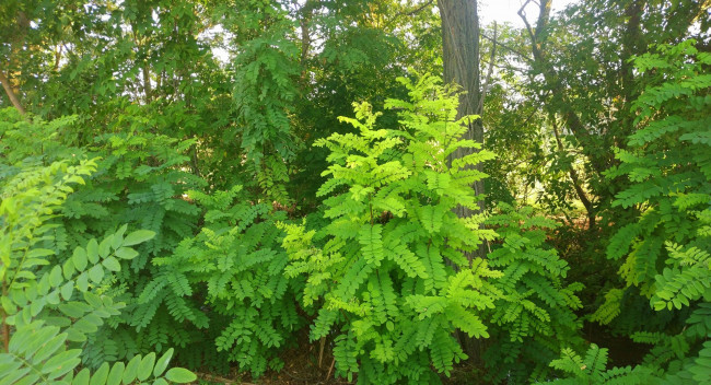 Обои картинки фото природа, лес, акация