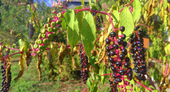 Обои картинки фото природа, Ягоды, ягоды