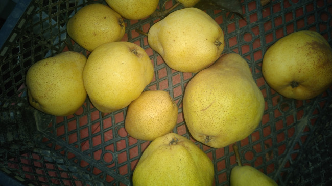 Обои картинки фото еда, груши