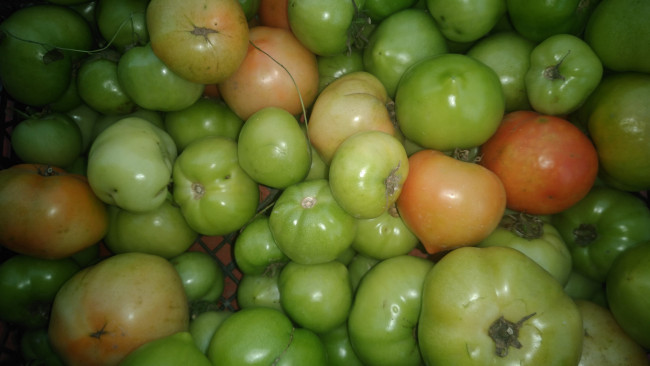 Обои картинки фото еда, помидоры