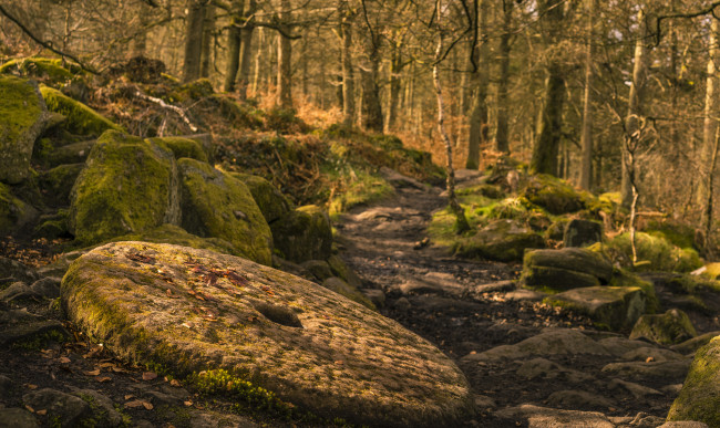 Обои картинки фото природа, лес, простор