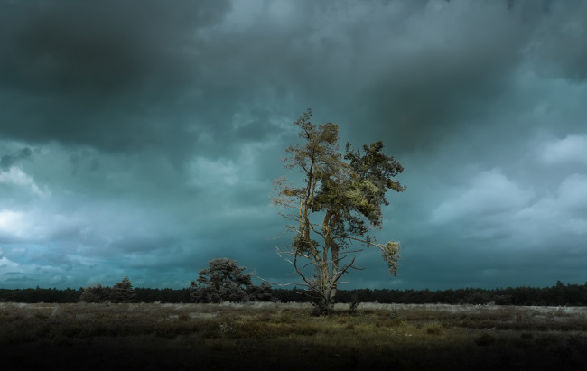 Обои картинки фото природа, деревья, дерево, сумерки, поле