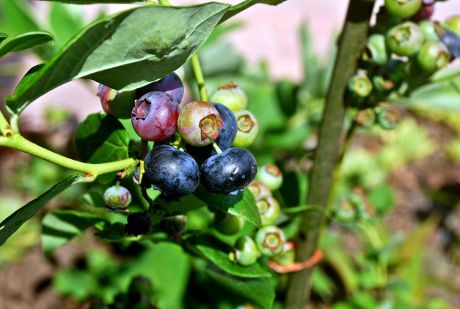 Обои картинки фото природа, Ягоды, черника