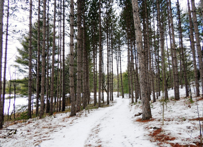 Обои картинки фото природа, зима, сосны, снег