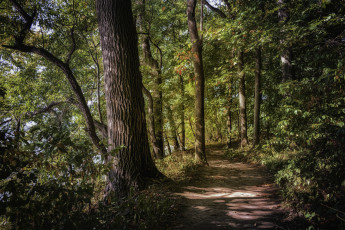 Картинка природа лес простор