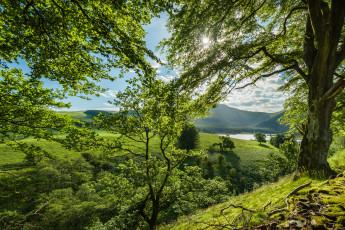 Картинка природа лес простор