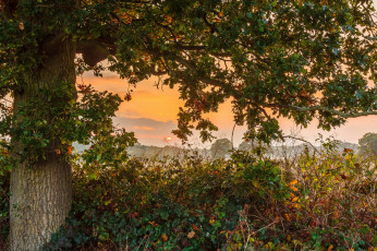 Картинка природа деревья простор