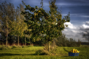 Картинка природа деревья простор