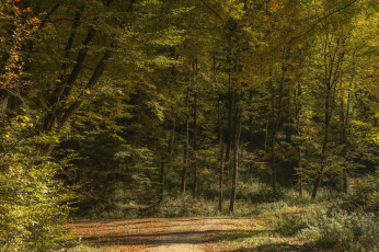 Картинка природа лес простор