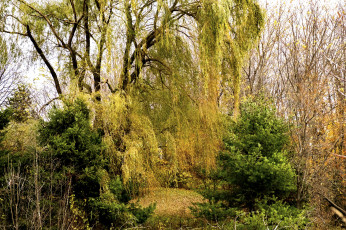 Картинка природа лес простор