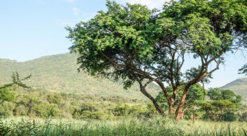 Картинка природа деревья простор