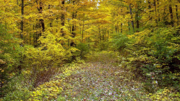 Картинка природа дороги лес осень