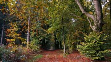 Картинка природа дороги лес осень