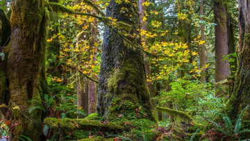 Картинка природа лес осень