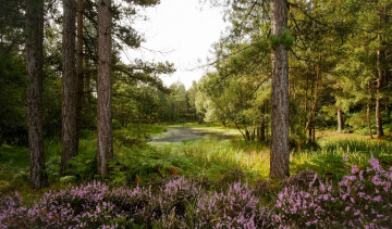 Картинка природа лес простор