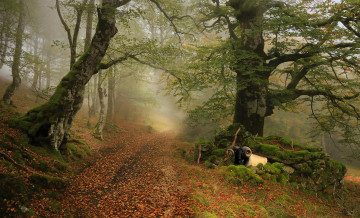 Картинка природа лес простор