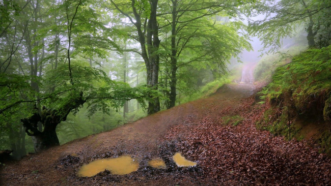 Обои картинки фото природа, дороги, лес, дорога