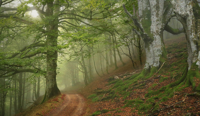 Обои картинки фото природа, лес, простор