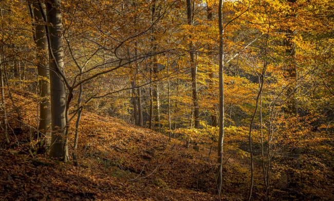 Обои картинки фото природа, лес, простор