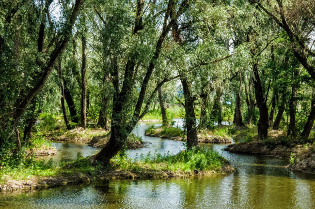 Обои картинки фото природа, лес, простор