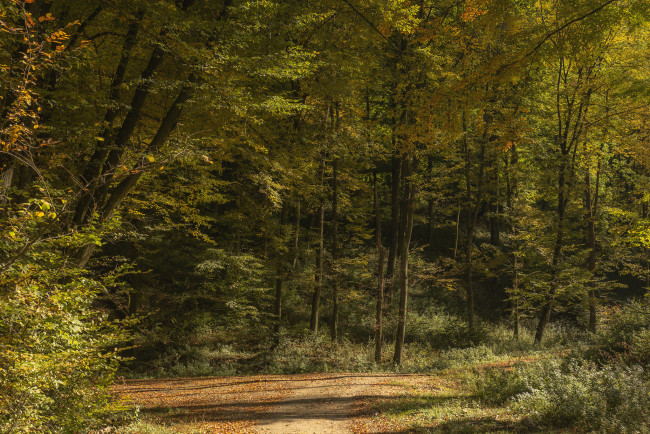 Обои картинки фото природа, лес, простор