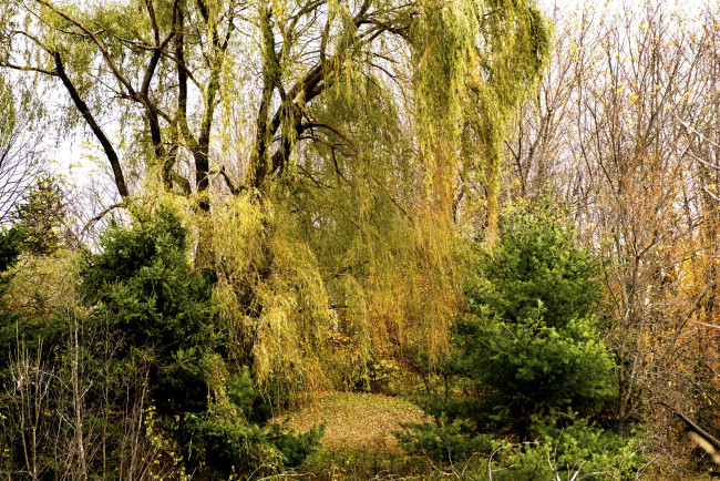 Обои картинки фото природа, лес, простор