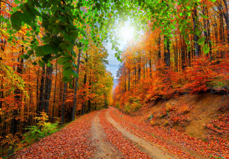 Картинка природа дороги осень лес деревья листья дорога