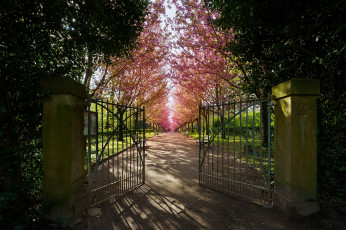 обоя природа, парк