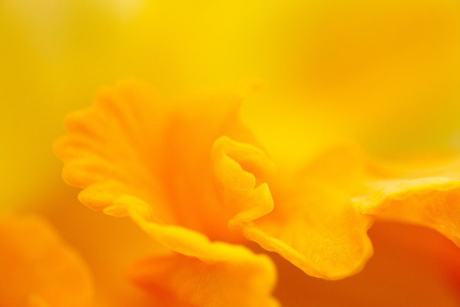 Обои картинки фото разное, текстуры, жёлтый