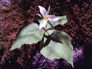 Картинка цветы триллиумы