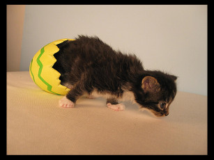 Картинка животные коты