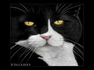 Картинка животные коты