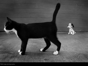 Картинка животные коты