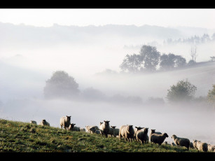 Картинка животные овцы бараны